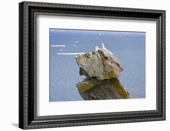 Seagulls on rock pile, Kolyuchin Island, once an important Russian Polar Research Station-Keren Su-Framed Photographic Print