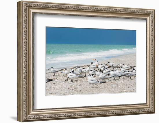 Seagulls on the Beach-Philippe Hugonnard-Framed Photographic Print