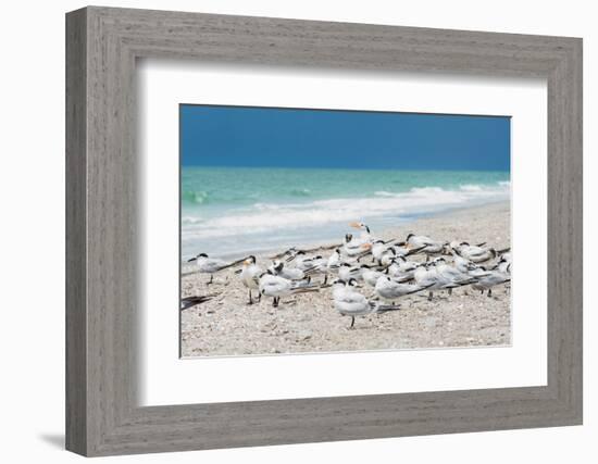Seagulls on the Beach-Philippe Hugonnard-Framed Photographic Print