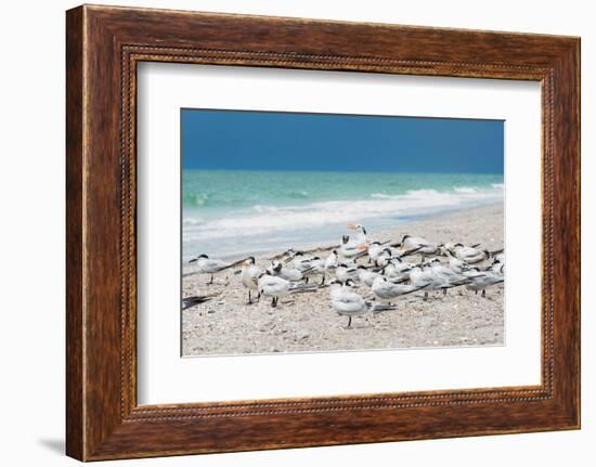 Seagulls on the Beach-Philippe Hugonnard-Framed Photographic Print