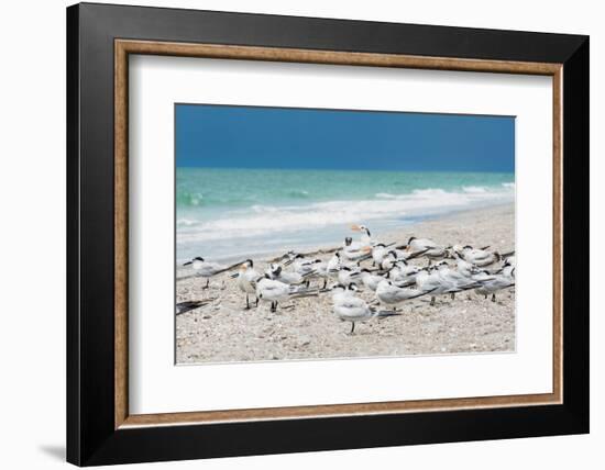 Seagulls on the Beach-Philippe Hugonnard-Framed Photographic Print