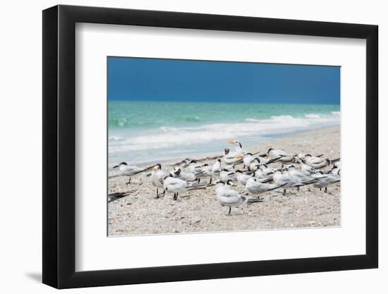 Seagulls on the Beach-Philippe Hugonnard-Framed Photographic Print