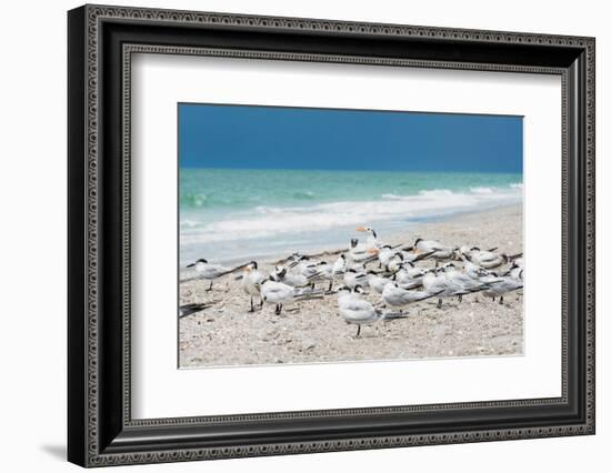 Seagulls on the Beach-Philippe Hugonnard-Framed Photographic Print