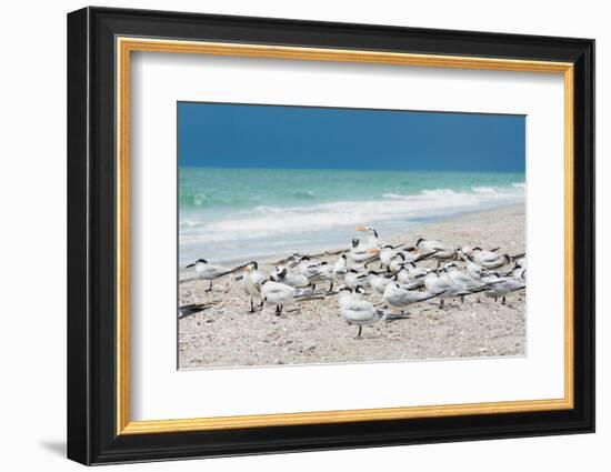 Seagulls on the Beach-Philippe Hugonnard-Framed Photographic Print