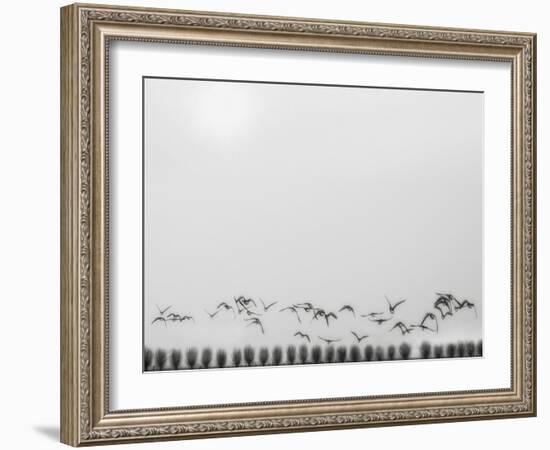 Seagulls over the fields-Yvette Depaepe-Framed Photographic Print