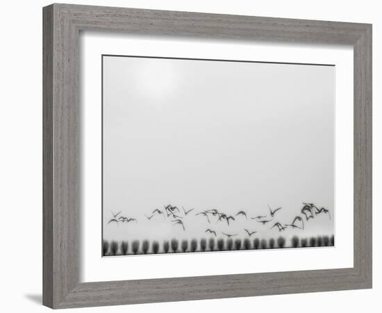 Seagulls over the fields-Yvette Depaepe-Framed Photographic Print