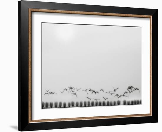 Seagulls over the fields-Yvette Depaepe-Framed Photographic Print