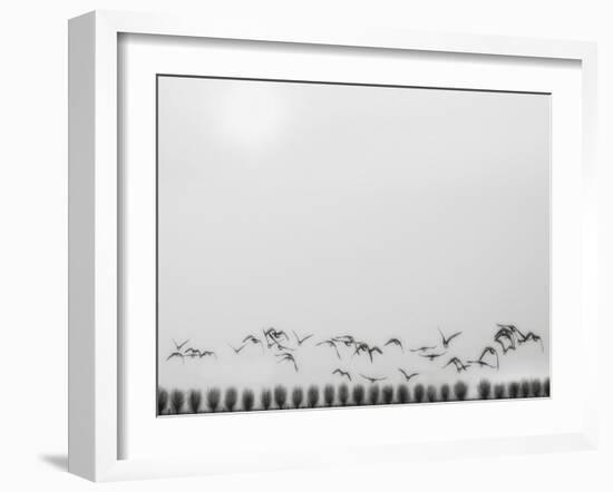 Seagulls over the fields-Yvette Depaepe-Framed Photographic Print