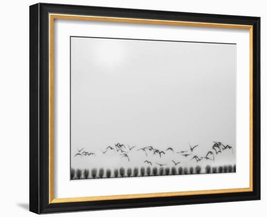 Seagulls over the fields-Yvette Depaepe-Framed Photographic Print
