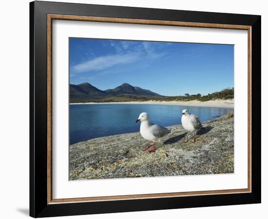 Seagulls, Wineglass Bay, Freycinet National Park, Freycinet Peninsula, Tasmania, Australia, Pacific-Jochen Schlenker-Framed Photographic Print