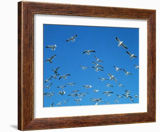 Seagulls-WizData-Framed Photographic Print