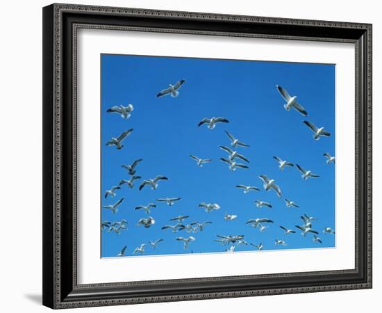 Seagulls-WizData-Framed Photographic Print