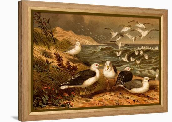 Seagulls-F.W. Kuhnert-Framed Stretched Canvas