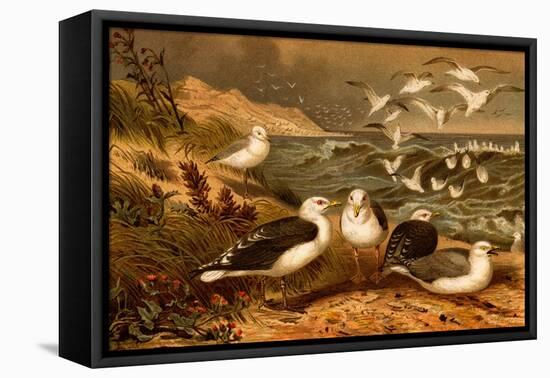 Seagulls-F.W. Kuhnert-Framed Stretched Canvas