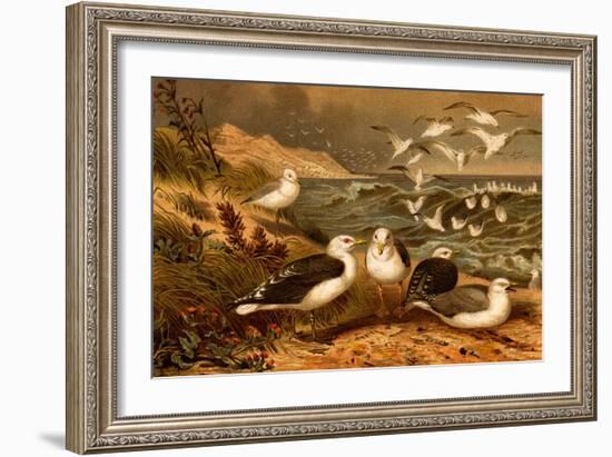 Seagulls-F.W. Kuhnert-Framed Art Print