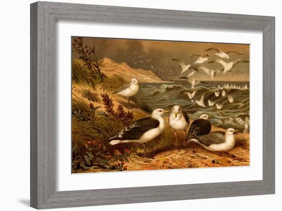 Seagulls-F.W. Kuhnert-Framed Art Print