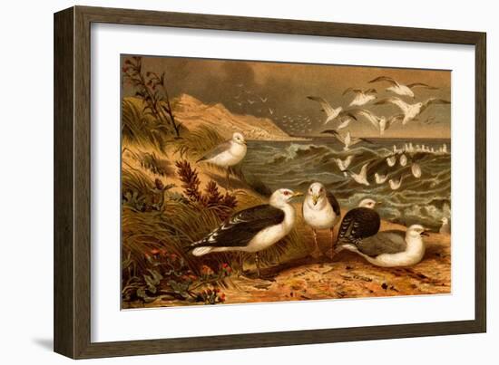 Seagulls-F.W. Kuhnert-Framed Art Print