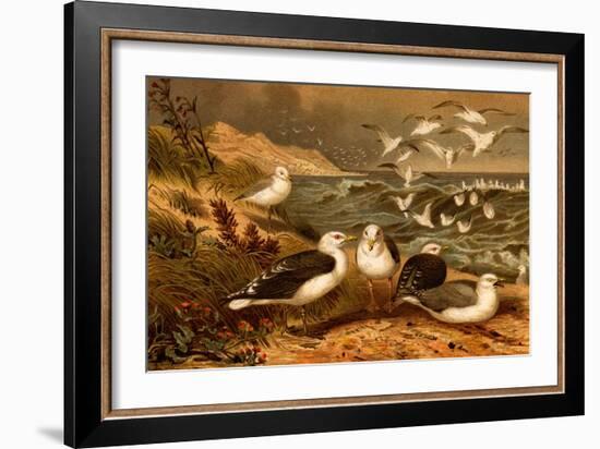 Seagulls-F.W. Kuhnert-Framed Art Print