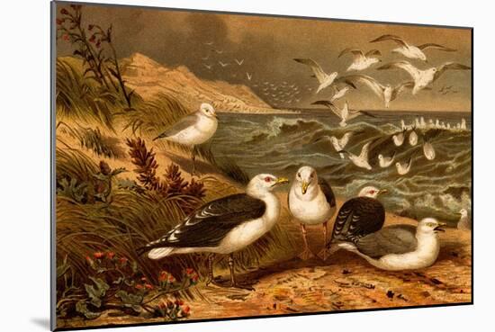 Seagulls-F.W. Kuhnert-Mounted Art Print