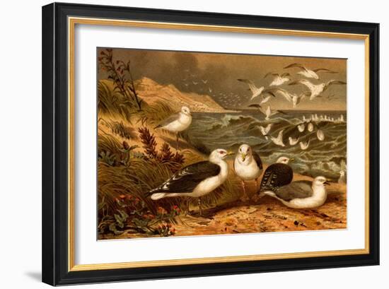 Seagulls-F.W. Kuhnert-Framed Art Print