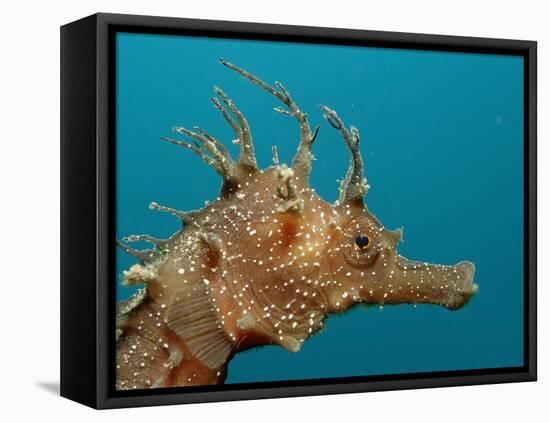 Seahorse Head (Hippocampus Guttulatus).-Reinhard Dirscherl-Framed Premier Image Canvas