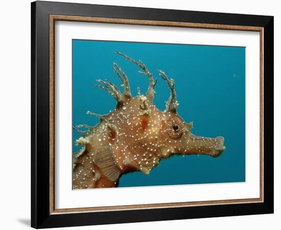 Seahorse Head (Hippocampus Guttulatus).-Reinhard Dirscherl-Framed Photographic Print