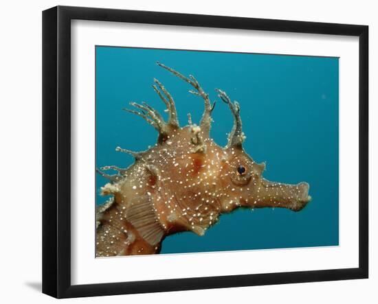 Seahorse Head (Hippocampus Guttulatus).-Reinhard Dirscherl-Framed Photographic Print