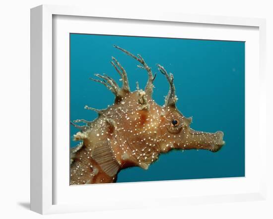 Seahorse Head (Hippocampus Guttulatus).-Reinhard Dirscherl-Framed Photographic Print