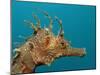 Seahorse Head (Hippocampus Guttulatus).-Reinhard Dirscherl-Mounted Photographic Print