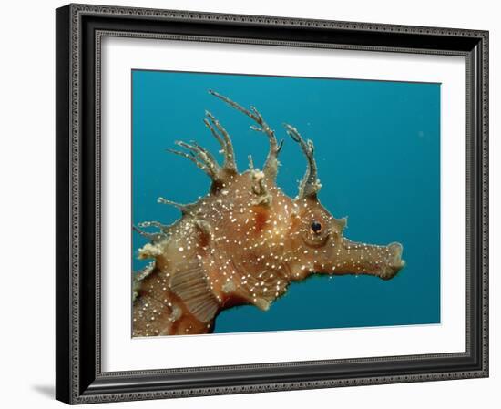 Seahorse Head (Hippocampus Guttulatus).-Reinhard Dirscherl-Framed Photographic Print