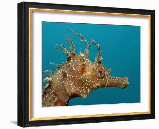 Seahorse Head (Hippocampus Guttulatus).-Reinhard Dirscherl-Framed Photographic Print