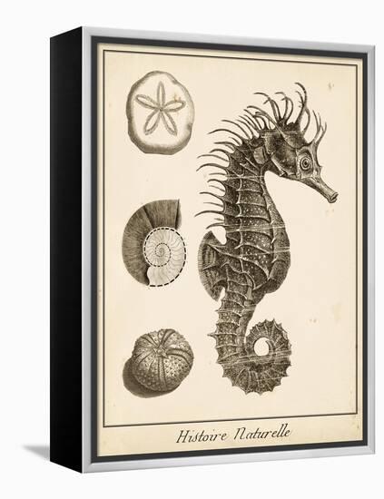 Seahorse Study I-Vision Studio-Framed Stretched Canvas