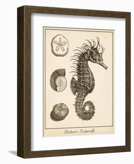 Seahorse Study I-Vision Studio-Framed Art Print