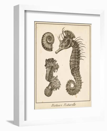 Seahorse Study II-Vision Studio-Framed Premium Giclee Print