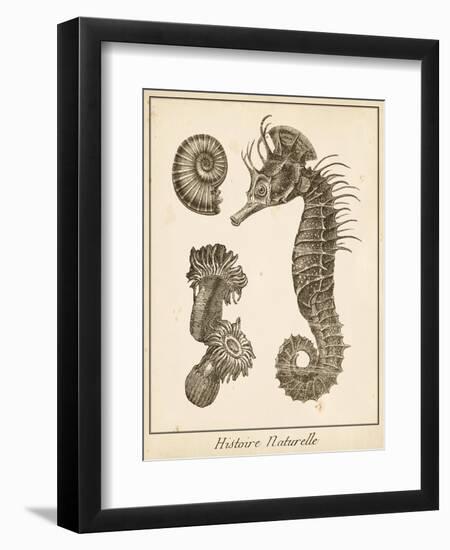 Seahorse Study II-Vision Studio-Framed Art Print