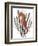 Seahorse Treasures II-Grace Popp-Framed Art Print