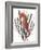 Seahorse Treasures II-Grace Popp-Framed Art Print