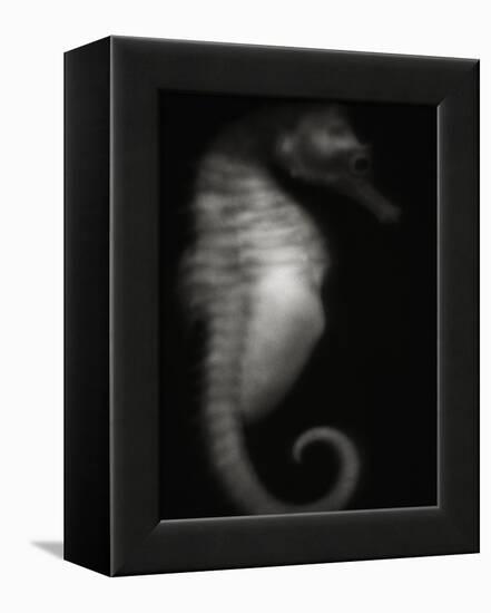 Seahorse-Henry Horenstein-Framed Premier Image Canvas