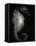 Seahorse-Henry Horenstein-Framed Premier Image Canvas