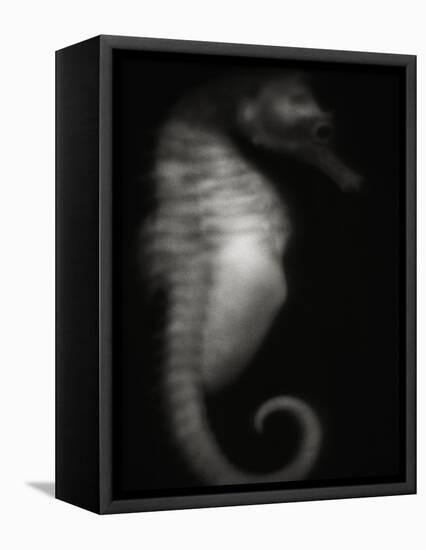 Seahorse-Henry Horenstein-Framed Premier Image Canvas