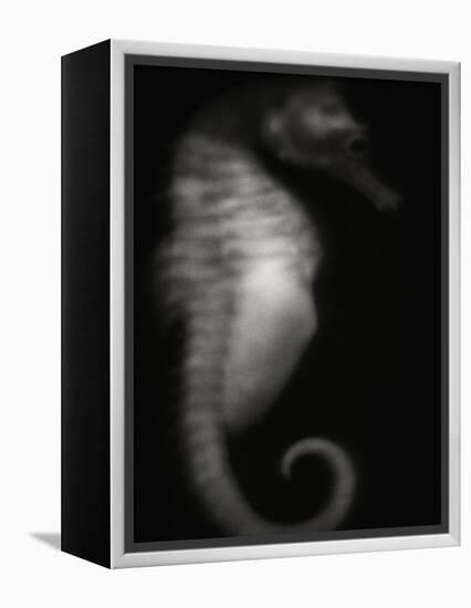 Seahorse-Henry Horenstein-Framed Premier Image Canvas