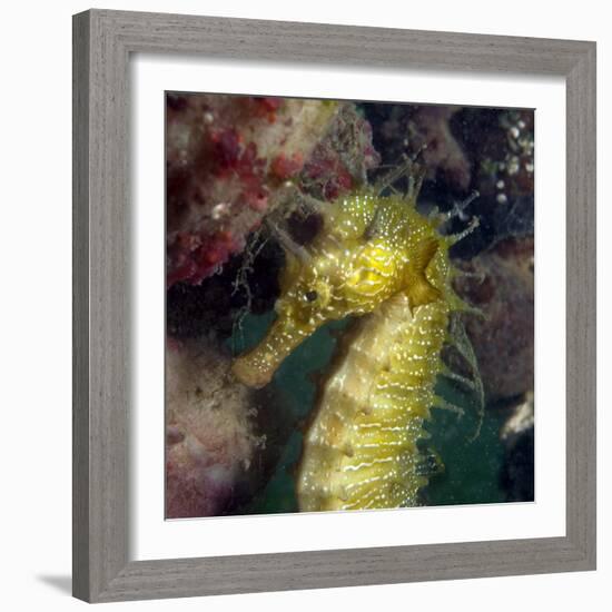 Seahorse-Louise Murray-Framed Premium Photographic Print