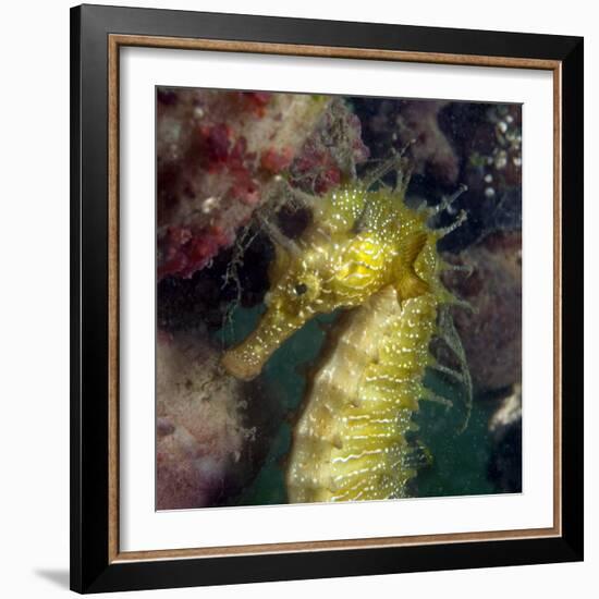 Seahorse-Louise Murray-Framed Premium Photographic Print