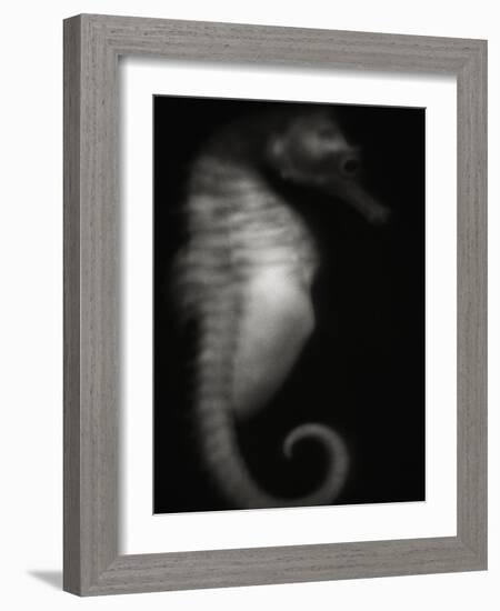 Seahorse-Henry Horenstein-Framed Photographic Print