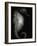 Seahorse-Henry Horenstein-Framed Photographic Print