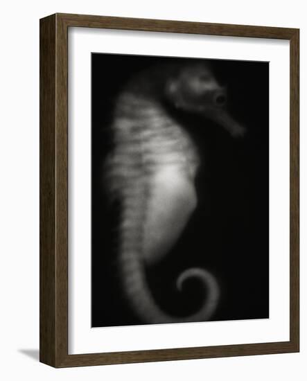 Seahorse-Henry Horenstein-Framed Photographic Print