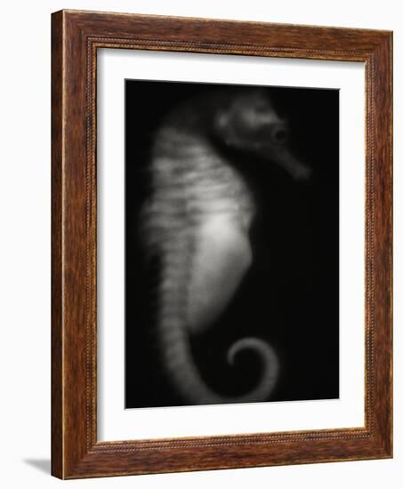 Seahorse-Henry Horenstein-Framed Photographic Print