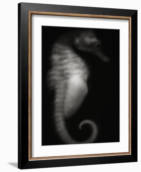 Seahorse-Henry Horenstein-Framed Photographic Print