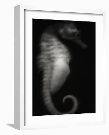 Seahorse-Henry Horenstein-Framed Photographic Print