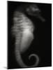 Seahorse-Henry Horenstein-Mounted Photographic Print